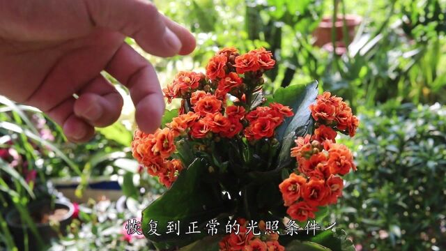 长寿花有花苞后,谨记3点,花苞硕大开花艳