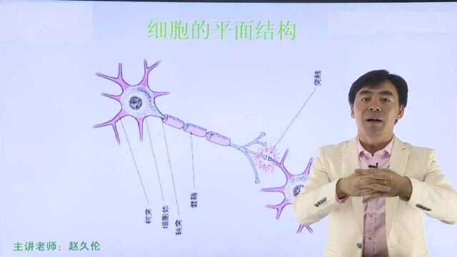 科学认识大脑3 潜能开发的原理:以两项脑科学诺贝尔奖成果为基础,让你明白怎样成为考研学霸?帮助你开发大脑潜能!聚百课赵久伦讲考研英语,助你考...