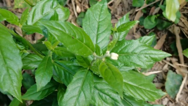 这种植物叫黄花地胆草,是一种野生中草药材,来简单认识一下