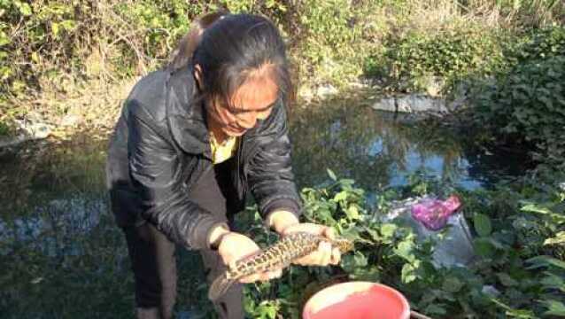 美女在恐怖深潭钓到几条大花斑鱼,这种鱼货真的太爽了