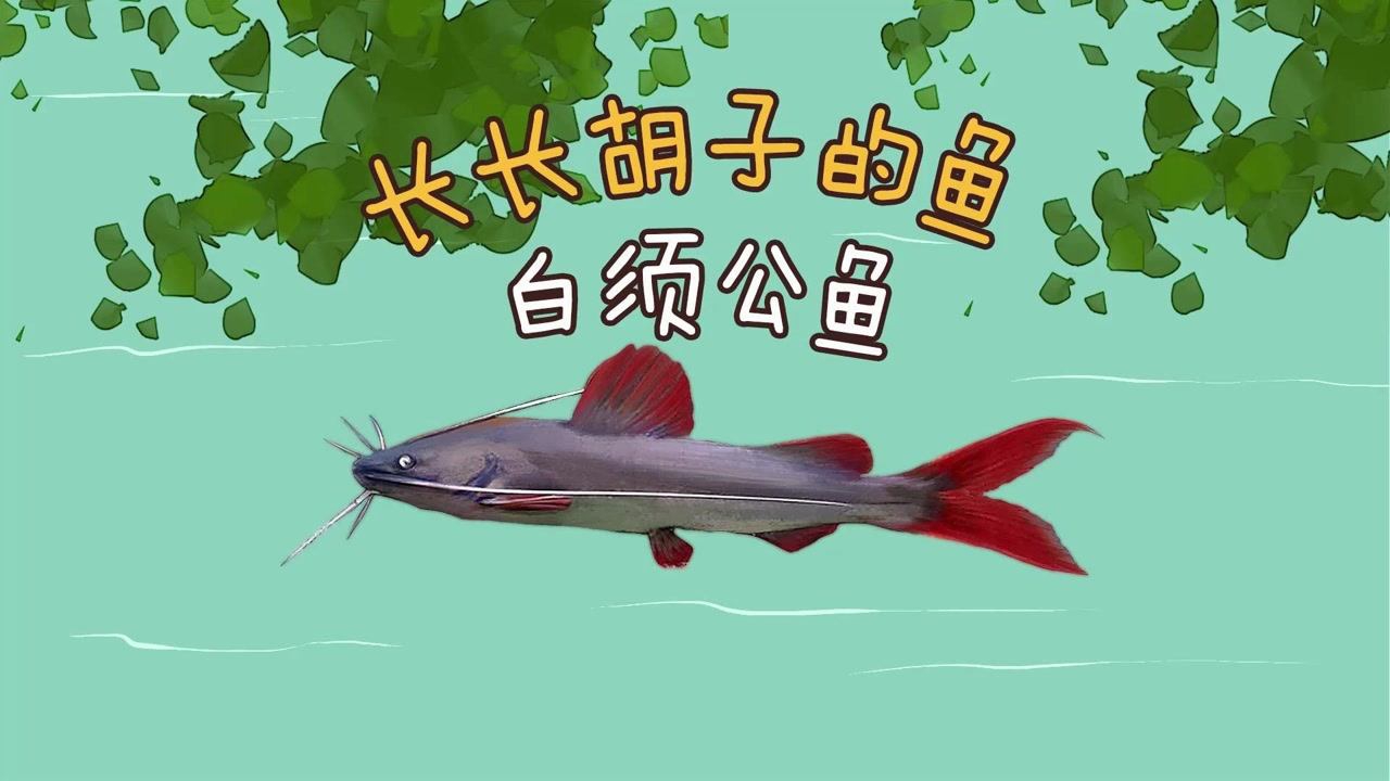 长长胡子的鱼:白须公鱼