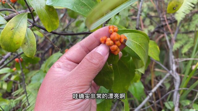 农村野生的“壮阳草”植物,你知道它的妙用吗?一起来了解一下