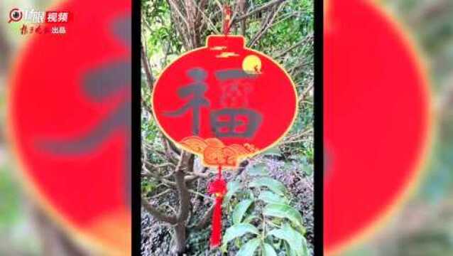 2天收到近300幅作品!快点行动起来,叫上你们家的“福娃”一起参加扬子晚报首届“福娃”春联书写大赛吧