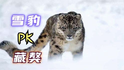 真实录像：雪豹独自面对藏獒群，全程无人类介入！