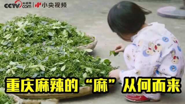 江津:让花椒香飘向世界