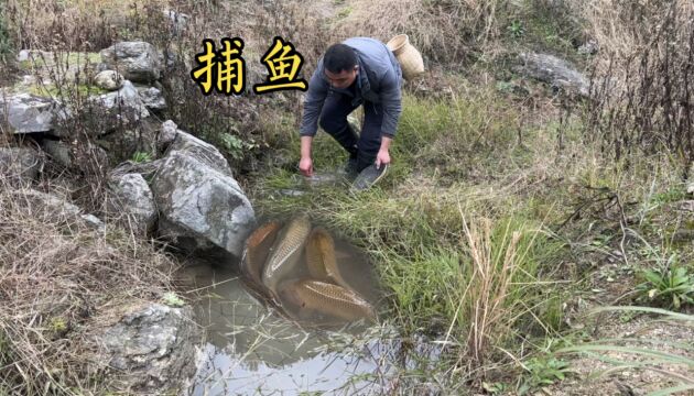 稻田里有一个小水塘有鱼,拿抽水机抽干,抓到很多鱼和泥鳅