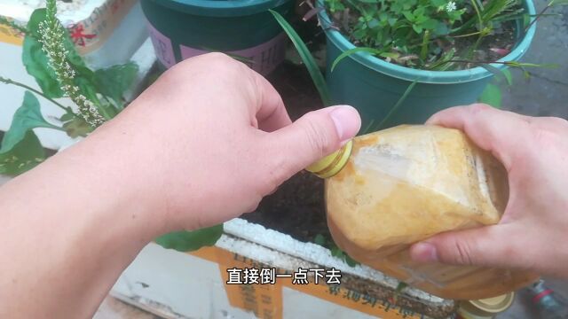 自制万能“缓释肥”,养啥花都爆盆!比买的好太多