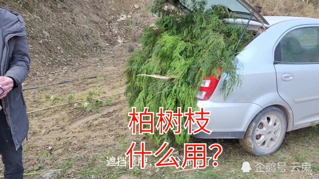 春节将至,上山砍柏树,制作一种重庆美食