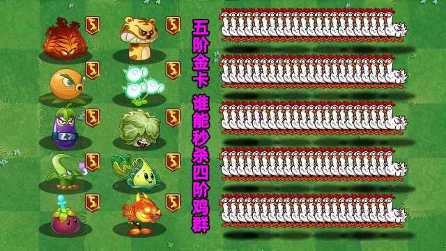 PVZ2植物群攻考核:10个满级金卡!谁才是鸡贼的克星?