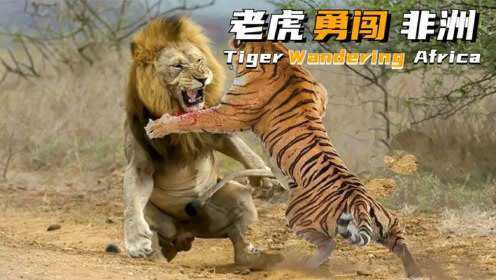 人类把老虎带到非洲！草原瞬间成老虎自助餐厅，狮子都不放在眼里#2022春节陪你侃好片#