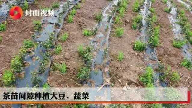 新春走基层 | 四川威远小河镇开元村:突破困境因地制宜 粮经套种助农增