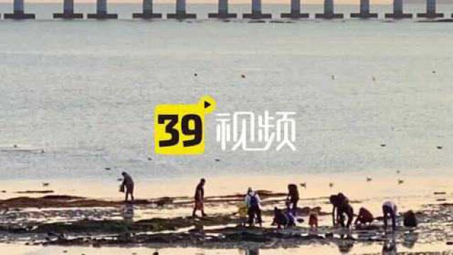 大连人赶海瘾上来了!海滩颜色梦幻