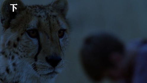 男孩养猎豹当宠物，猎豹跑学校帮主人吓唬小混混！9.0高分电影