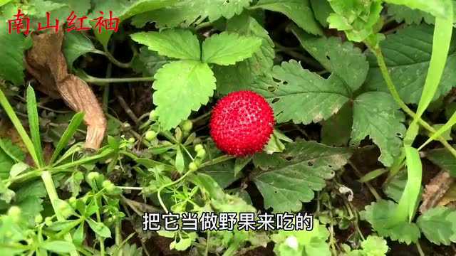 农村常见的“野草莓”,老人说是毒蛇的食物,到底能吃吗?