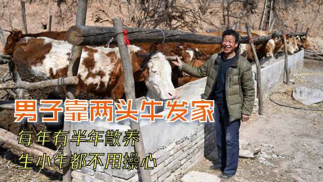 男子靠两头牛发家资产达20万:每年有半年散养,生小牛都不用操心