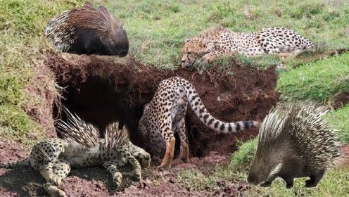 动物世界-豹对巨豪猪-野生动物大战！