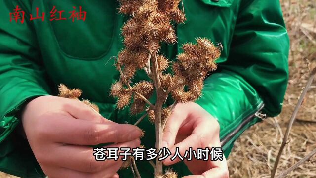 民间常用的宝贝“苍耳子”,到底有啥好?或许对你真的有帮助