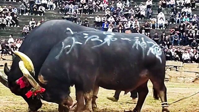 从江第一神碰常胜将军,跨级别挑战朝里青年组,精彩绝伦