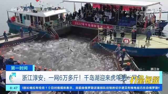 浙江淳安:一网6万多斤,千岛湖迎来虎年第一网鱼