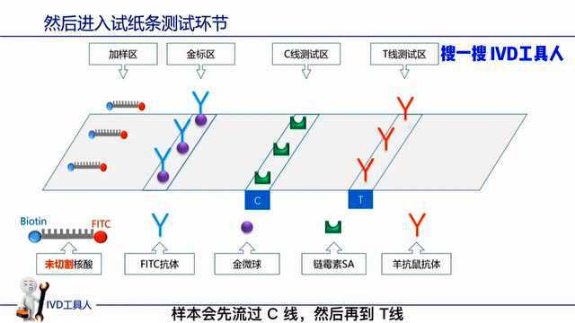 CRSIPR公司Sherlock,融资5亿!