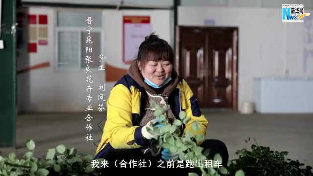 乡村振兴在行动|昆明晋宁花卉产业迎春来