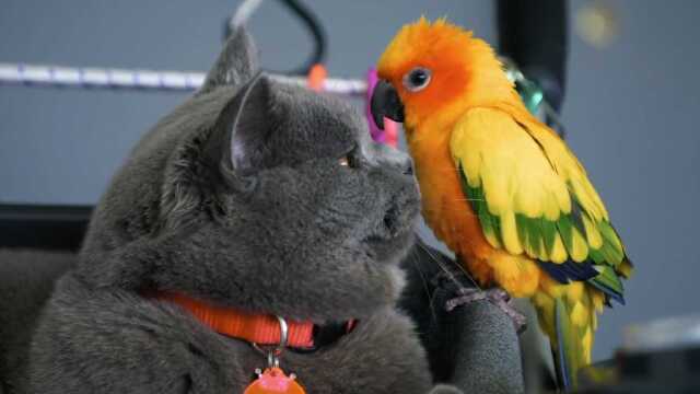 傲娇英短喵因何接受粘猫小鹦鹉?小鹦鹉化宿敌为友勇气可嘉!