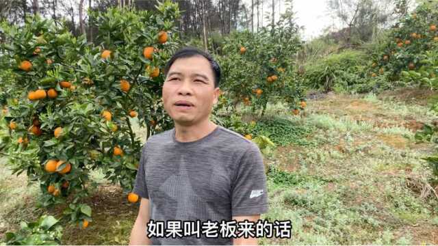 炮哥拿老板娘600块定金,老板娘却不要果子,听他怎么说