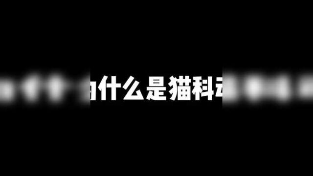 狮子为什么是猫科动物?行为像犬科,却是猫科动物. #奇妙的动物