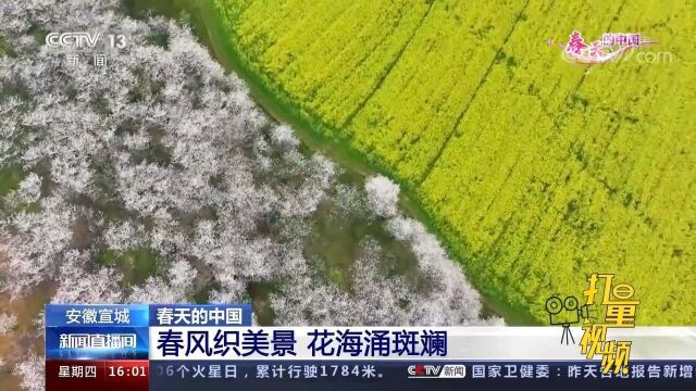 安徽宣城:春风织美景,花海涌斑斓,“美丽经济”促进乡村振兴