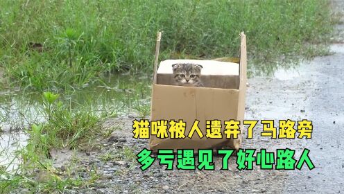 [图]寒冷的雨季里，一只猫咪被人遗弃了马路旁，多亏有好心人救了它