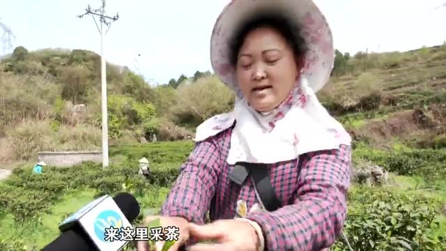 开阳县南龙乡:以茶为媒 助推乡村振兴