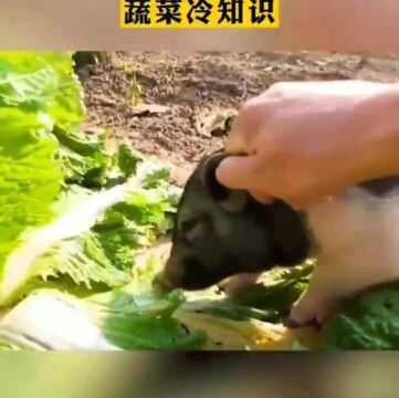 你不知道的蔬菜冷知识