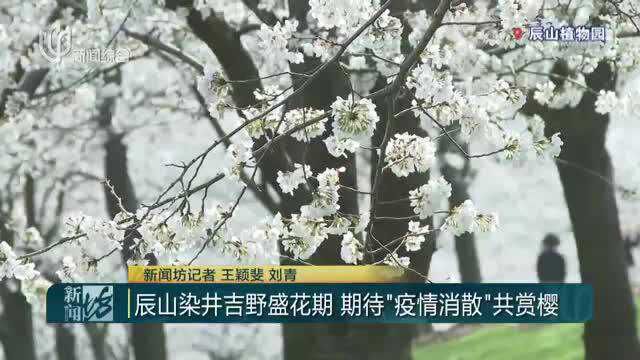 辰山染井吉野盛花期 期待“疫情消散”共赏樱