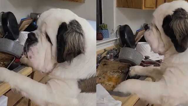 狗子偷偷厨房舔盘子,被发现后舍不得走,表情逗乐网友!