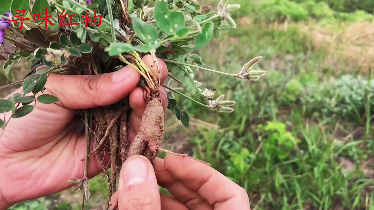 植物米口袋别名"甜地丁"价值好,好多人不知道它的珍贵?