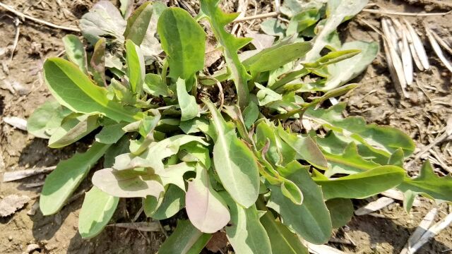 农村地里常见的苦菜,清明时节最鲜嫩,简单一拌,营养好吃又解腻