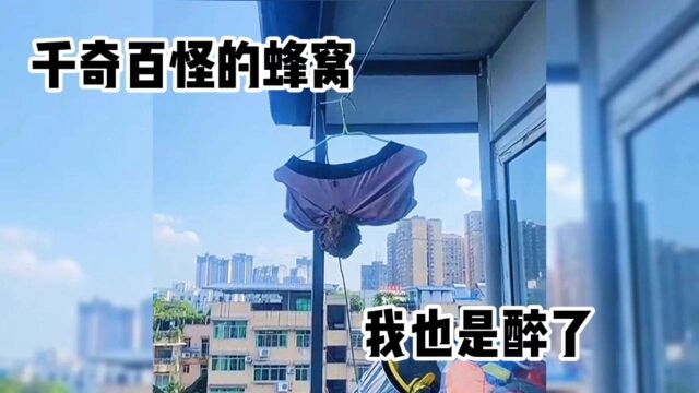 千奇百怪的蜂窝,我也是醉了.vid