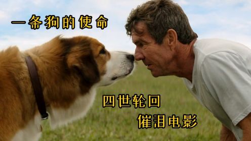催泪电影《一条狗的使命》：狗狗四世轮回只为能与主人再次相遇