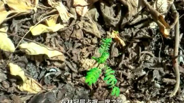 豆瓣评分9.8,近来最适合与孩子看的“自然科普大片”非它莫属!