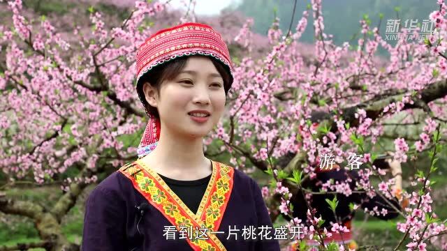 广西天峨:春风十里桃花香