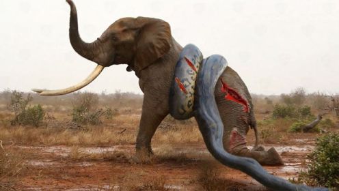 惊人！大象在面对猛烈攻击的巨蛇时惨败，非洲野犬狩猎黑斑羚！