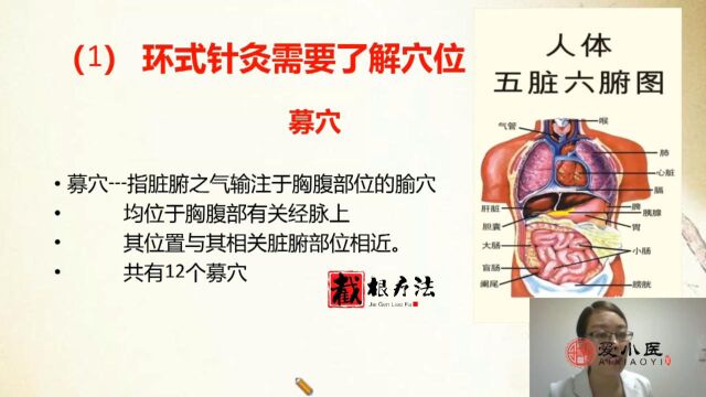 中医:肺腑调理全靠它!带你了解募穴与肺腑的关系