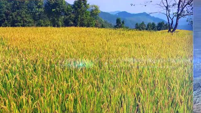 大美科技特派员 | 浙江省农科院科技特派员叶胜海:科技引领,服务三农