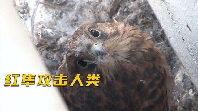 高楼出现大鸟频繁攻击住户,大鸟身份不简单,原因很感人