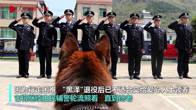 致敬无言战友!退役缉毒警犬艰难起身告别战友