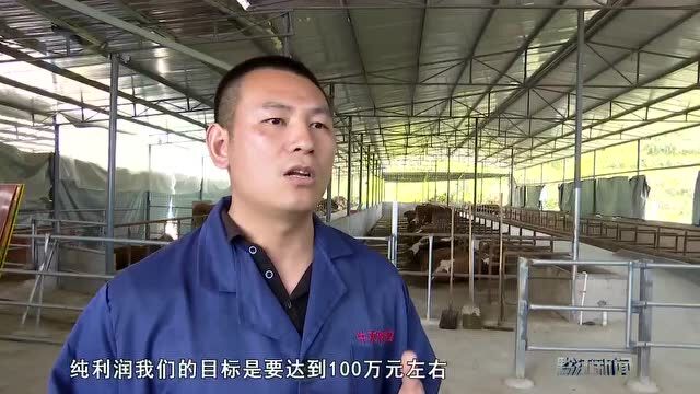 发展肉牛养殖 助推乡村振兴