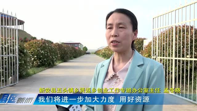 新安五头镇:乡村振兴显身手 返乡人才当“主角”