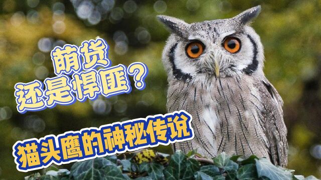 大有来头的猫头鹰(上),枭雄的枭为什么就是猫头鹰的代称?是萌货还是悍匪?