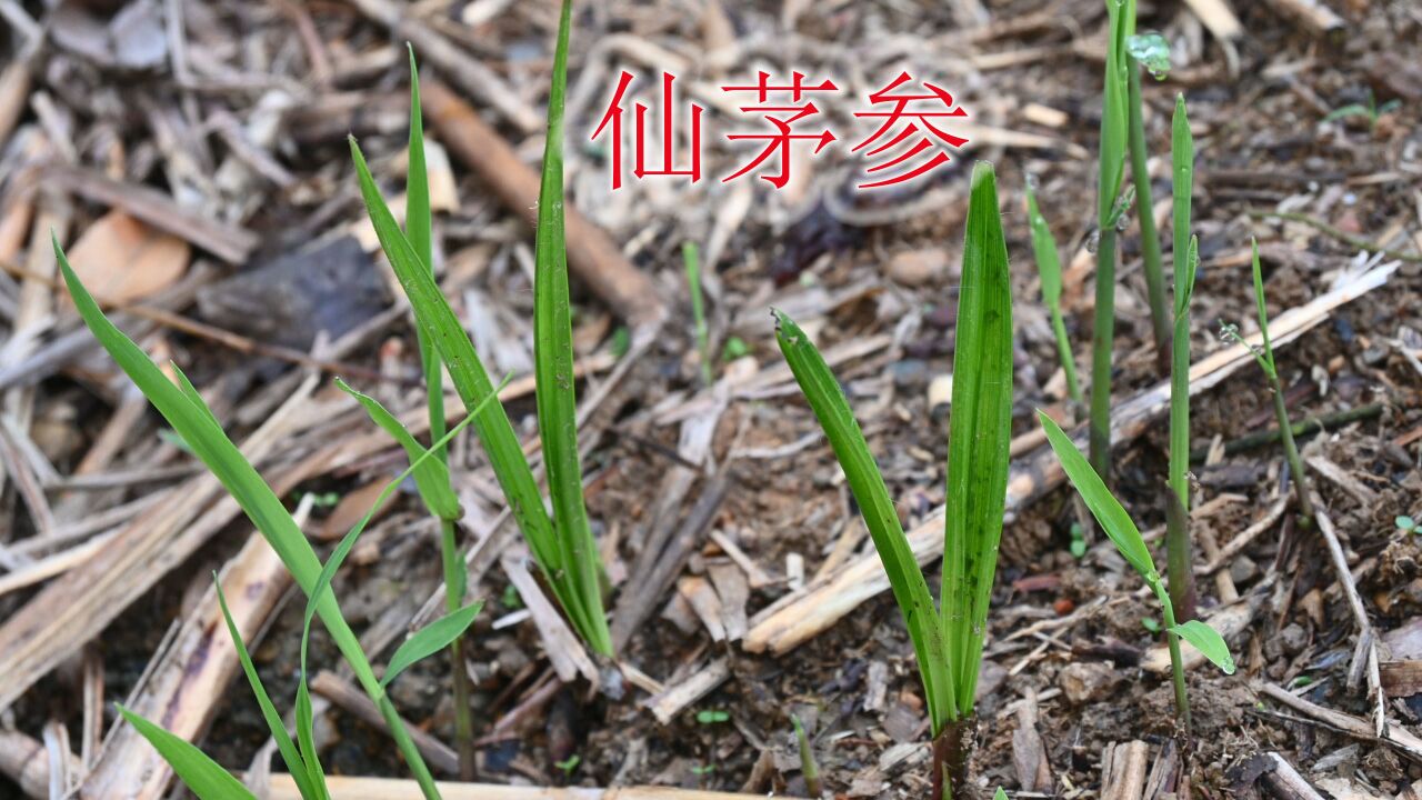 "仙茅参"与茅草相似,植物学名"独脚仙茅,急用的人难找到它