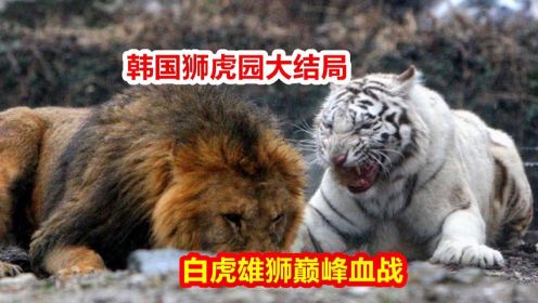 韩国狮虎园5：最强单挑！（白虎雄狮巅峰之战，韩国狮虎斗大结局